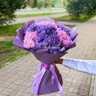 7 розовых и фиолетовых гортензий